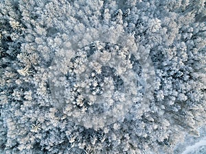 Aerial View of Snow Covered Forest