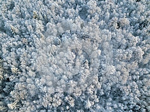 Aerial View of Snow Covered Forest