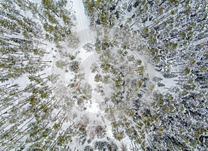 Aerial view of snow covered forest with road