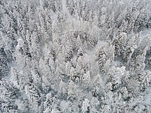 Aerial view of snow covered forest in winter