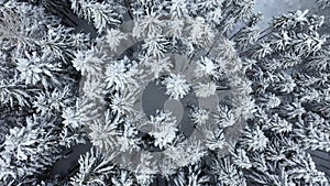 Aerial view of snow covered pine forest in the mountains