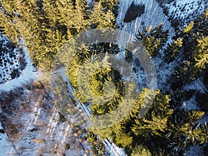 Aerial view of a snowy conifer forest. Top down view of a snowy forest in the sun