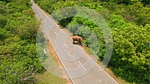 Aerial view solitary Asian elephant crossing asphalt road in Sri Lankan reserve. Wildlife encounters illustrate eco