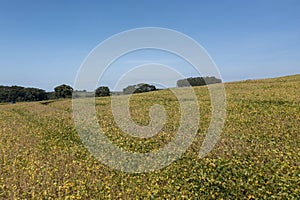 Aerial view of soy plantation on sunny day in Brazil