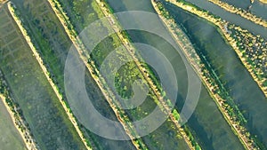 Aerial view of Spanish quagmire, water in wetland and vegetation, marshland