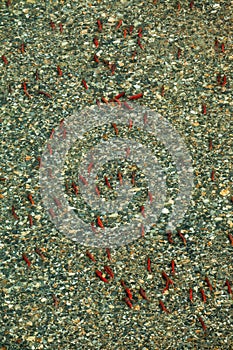 Aerial view of spawning Sockeye Salmon, British Columbia, Canada