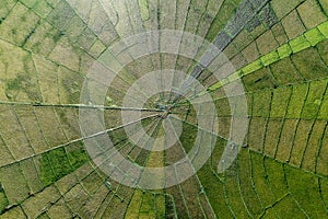Aerial view of Spider net paddy field located in Meler village, Ruteng, Flores, Indonesia
