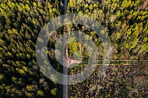 Aerial view of spring forest with new leaves on deciduous trees