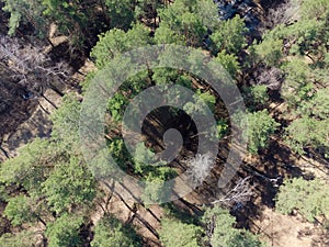 Aerial view of spring mixed forest with birches and pines