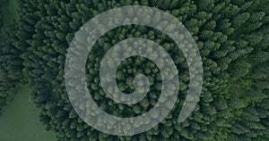 Aerial View of Spruce Forest at Vlasic Mountain Base