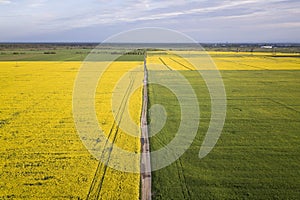 Aerial view of straight ground road in green and yellow fields with blooming rapeseed plants on sunny spring or summer day. Drone