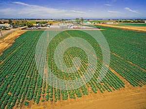 Aerial view of straight rows of green crops.