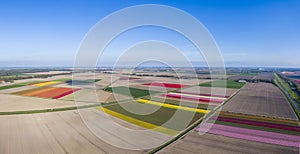 Aerial view of striped and colorful tulip field in the Flevoland