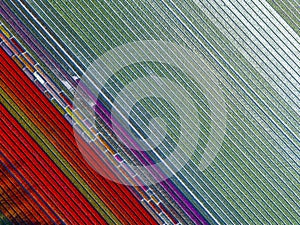 Aerial view of striped and colorful tulip field in the Noordoostpolder municipality, Flevoland