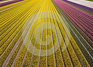 Aerial view of striped and colorful tulip field in the Noordoostpolder municipality, Flevoland