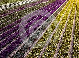 Aerial view of striped and colorful tulip field in the Noordoostpolder municipality, Flevoland
