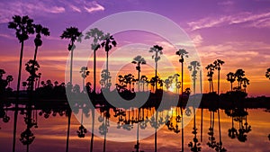 Aerial view of sugar palm tree with sunset sky