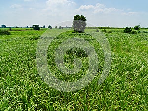 Aerial view sugarcane plantation top view nature background.