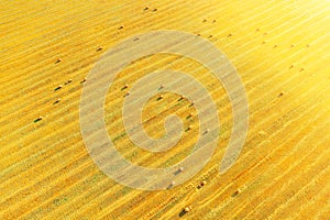 Aerial View Of Summer Hay Rolls Straw Field Landscape In Evening. Natural Agricultural Background Backdrop Harvest
