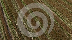 Aerial view on summer landscape with wheat field and clouds. Footage. Close-up golden wheat ears on field, top view