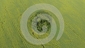 Aerial view of summer rapeseed flower field