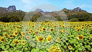 An aerial view from a sunflower field