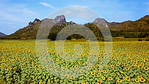 An aerial view from a sunflower field