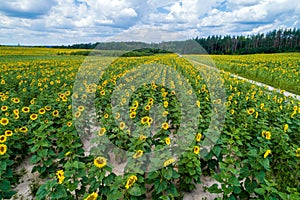 Aerial view of the sunflower field