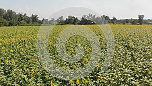 Aerial view of sunflower field from the drone, moving across a yellow field