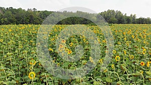 Aerial view of Sunflower Field from the Drone, Moving Across a Yellow Field