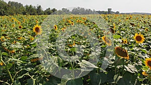 Aerial view of Sunflower Field from the Drone, Moving Across a Yellow Field