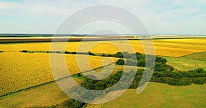 Aerial view of the sunflower field sunny day. Flight over the sunflower field