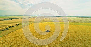 Aerial view of the sunflower field sunny day. Flight over the sunflower field