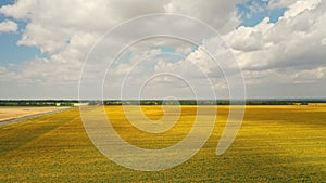 Aerial view of the sunflower field sunny day. Flight over the sunflower field