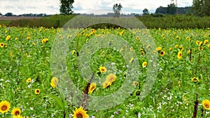 Aerial View of Sunflower Fields in Elkhart with Tracking Shot