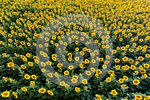 Aerial view of sunflower fields in summer time at sunset time , ecological agriculture