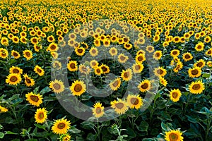 Aerial view of sunflower fields in summer time at sunset time , ecological agriculture