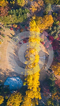 Aerial view. Sunrise Autumn at Nami island ,Seoul Korea