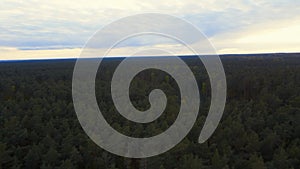 Aerial view of sunset over coniferous forest