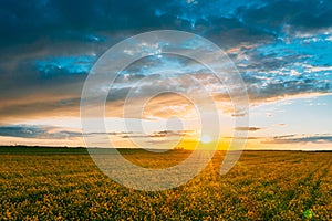 Aerial View. Sunshine At Sunrise Bright Dramatic Sky Above Agricultural Landscape With Flowering Blooming Oilseed Field