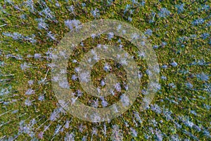 Aerial view of swampland