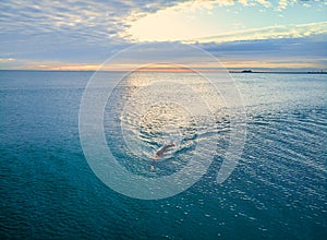 Aerial view swimmer with wetsuit and cap swimming in the sea at sunrise