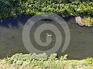 Aerial view of a swimming woman in the Uecker or Ucker river.