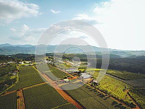 Aerial view of Tam Chau tea plantation in Bao Loc city, Lam Dong province, Vietnam