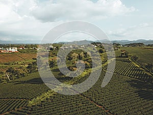 Aerial view of Tam Chau tea plantation in Bao Loc city, Lam Dong province, Vietnam