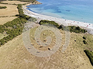 Aerial view of Tamarone beach, Plage de Tamarone, cows grazing on a grassy meadow near the sea. Corsica. France