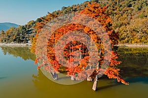 Aerial view of Taxodium distichum with orange needles. Autumnal swamp cypresses and lake with reflection