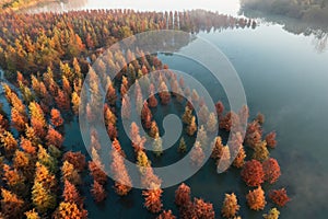Aerial view of taxodium distichum trees in the lake