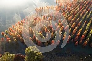 Aerial view of taxodium distichum trees in the lake