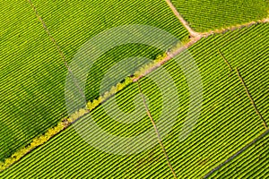 Aerial view of tea farm